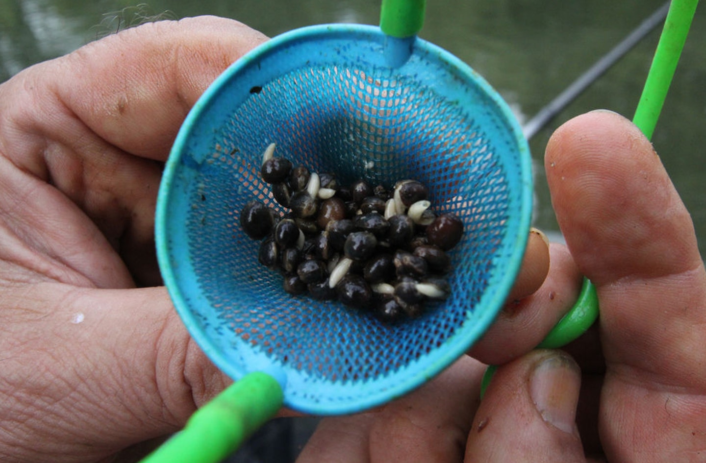 Keep dripping in six to 10 baits every minute or so