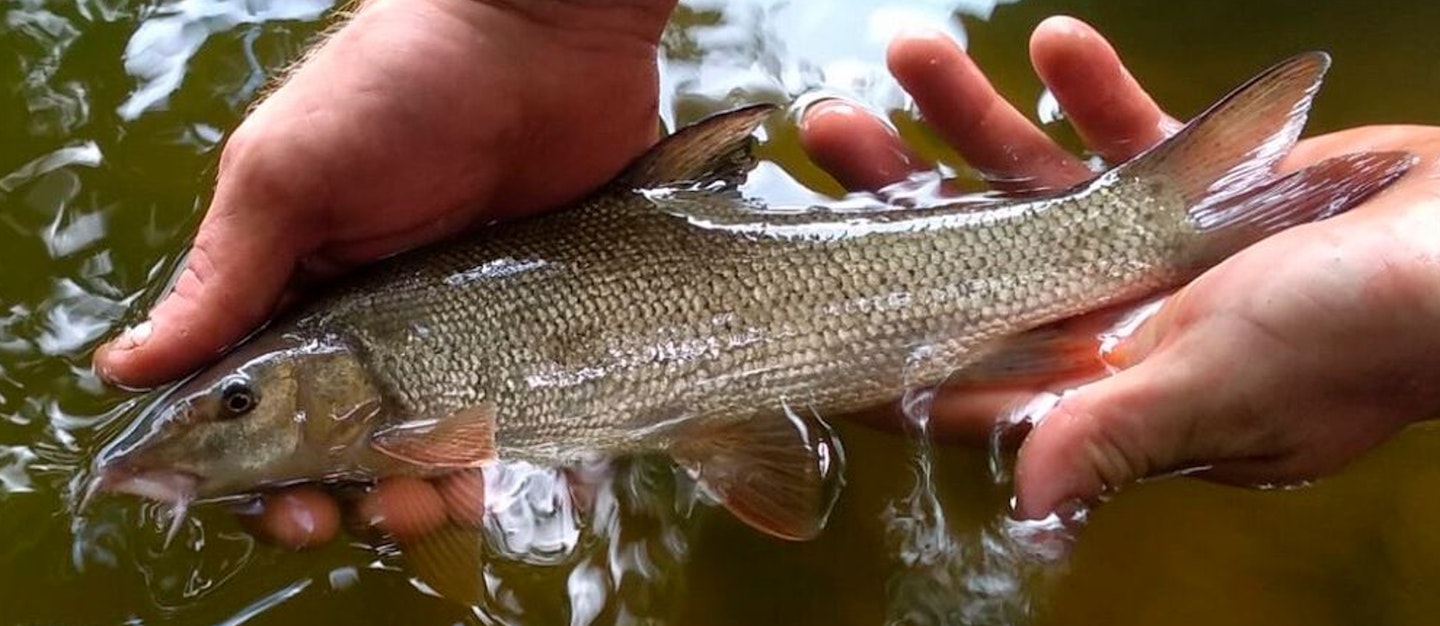 To most anglers, catching a barbel of such a size is a rare treat