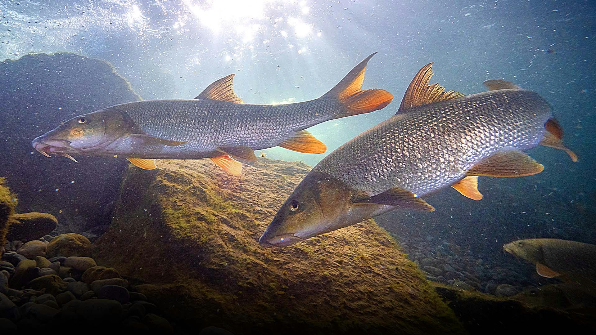 Baby barbel boom on UK rivers 
