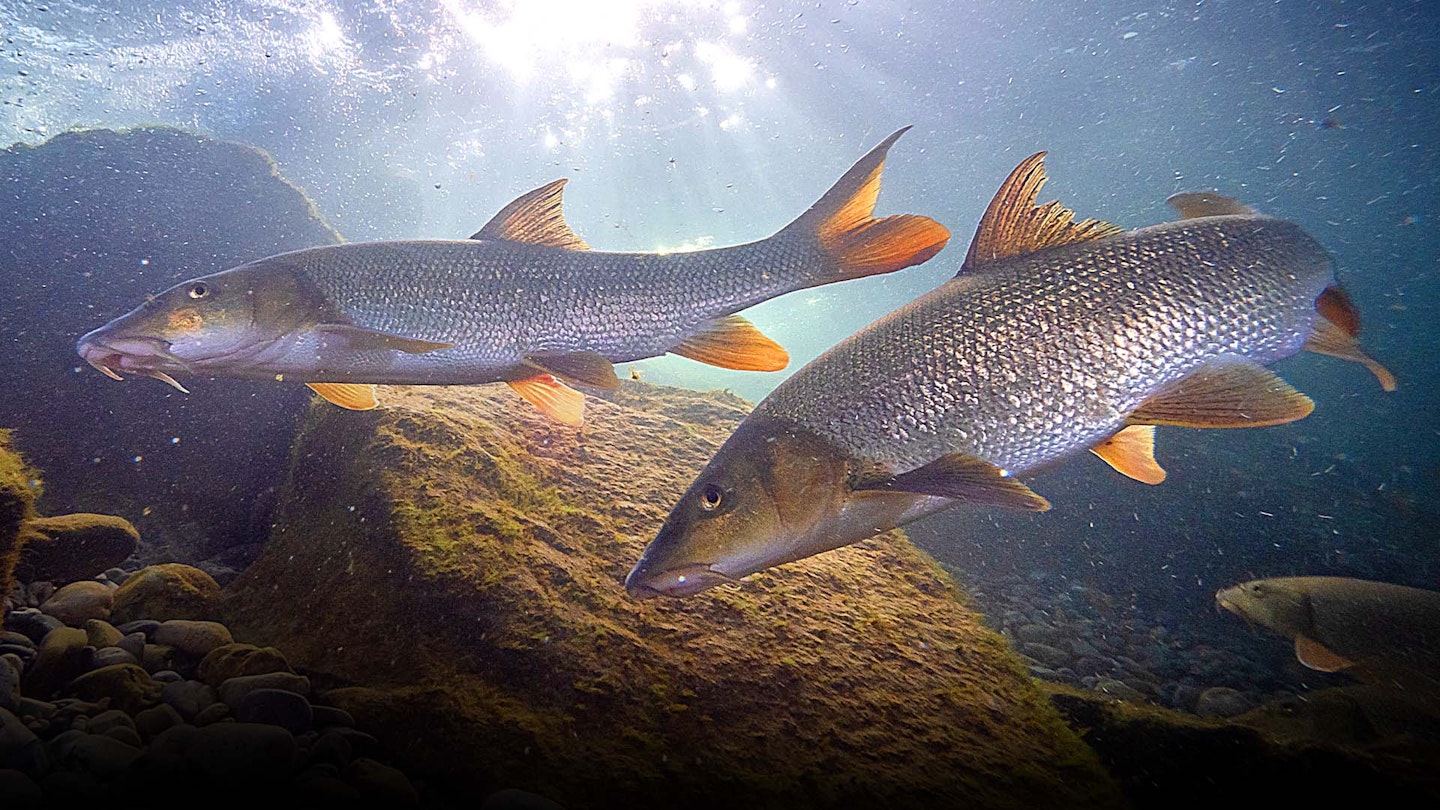 Baby barbel boom on UK rivers
