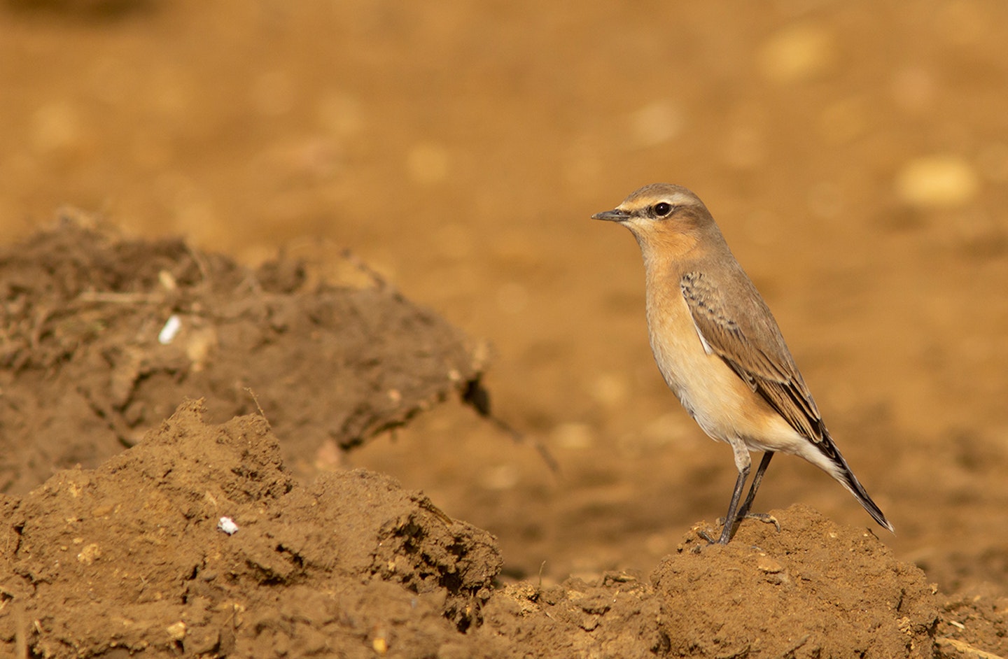 Wheatear