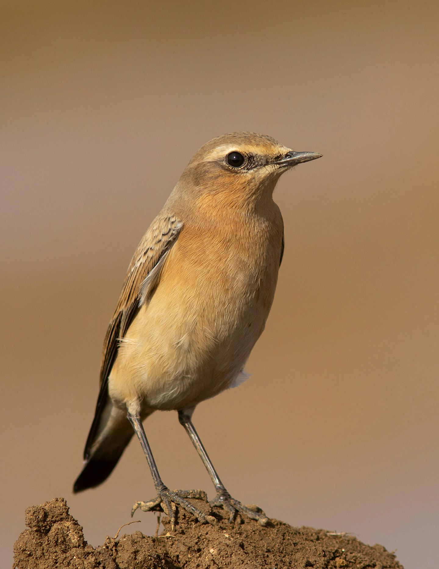 Wheatear