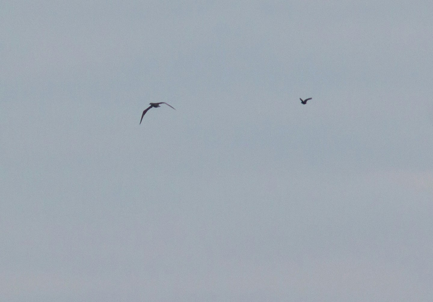 Juvenile Gannet, BLGP, south Lincs