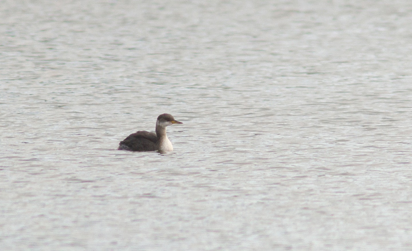 Red-necked Grebe