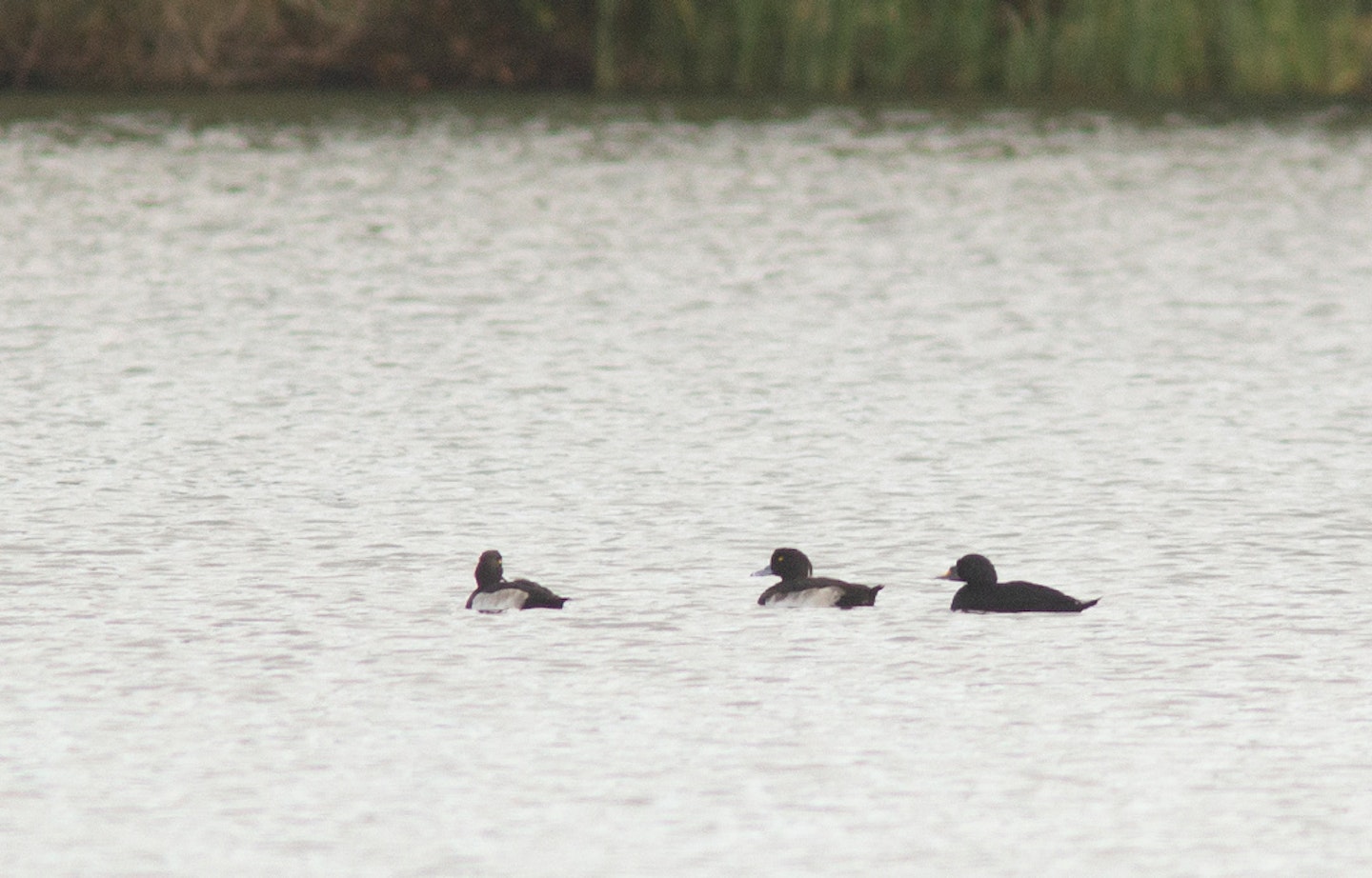 Common Scoter