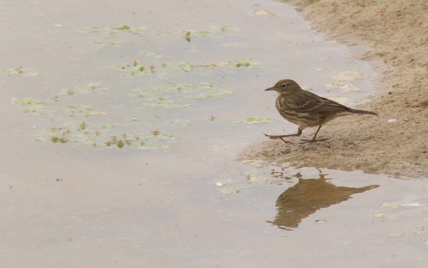 Rock Pipit