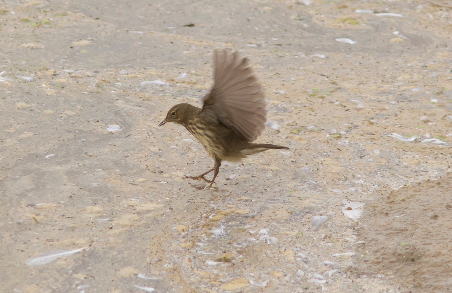 Rock Pipit