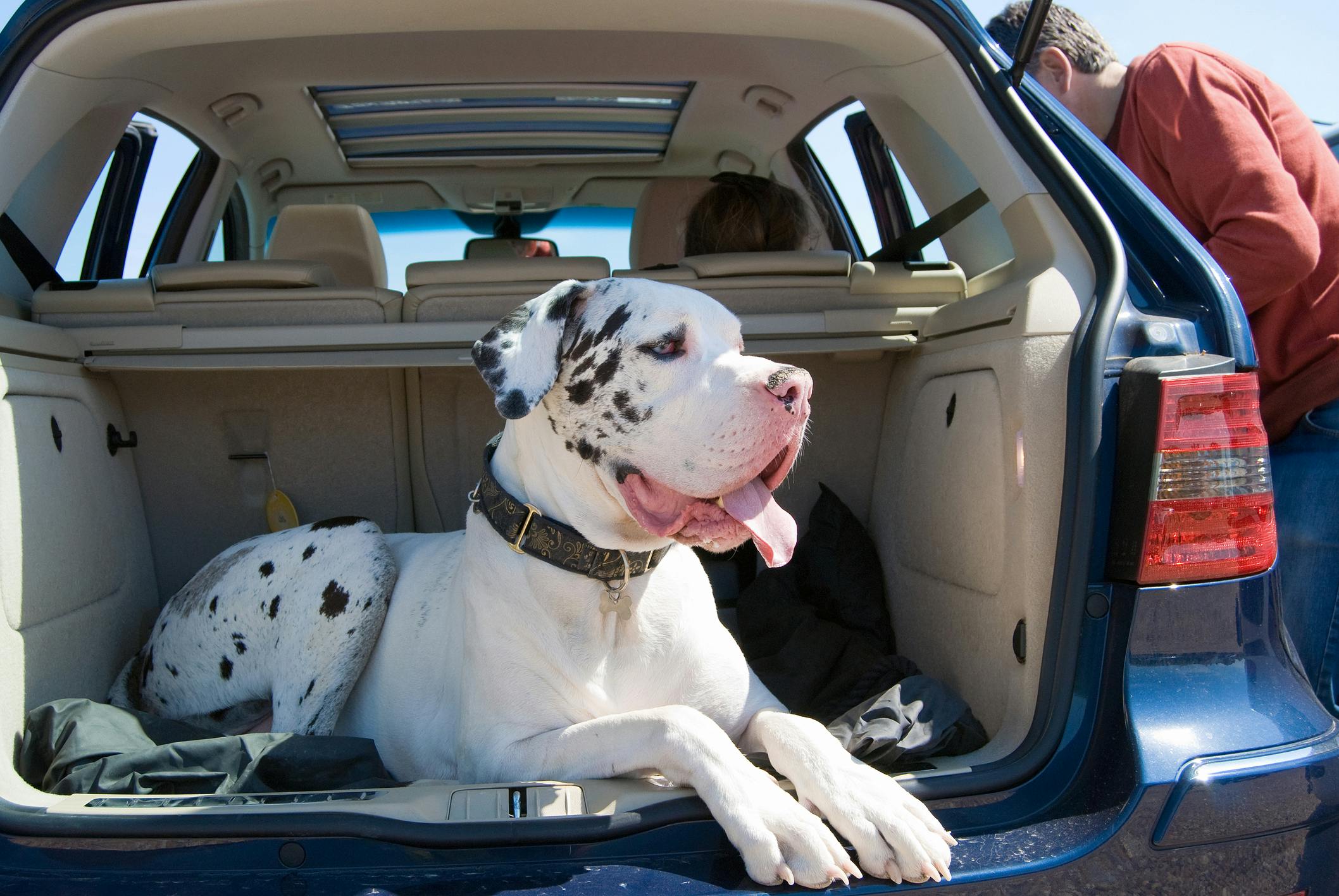 Best way to get rid clearance of dog hair in car