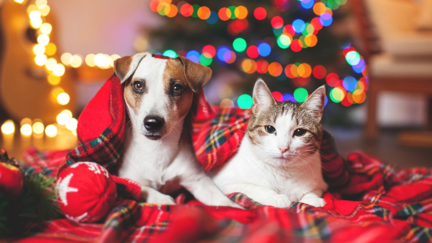 Cat/Dog Ornaments – Pur Events