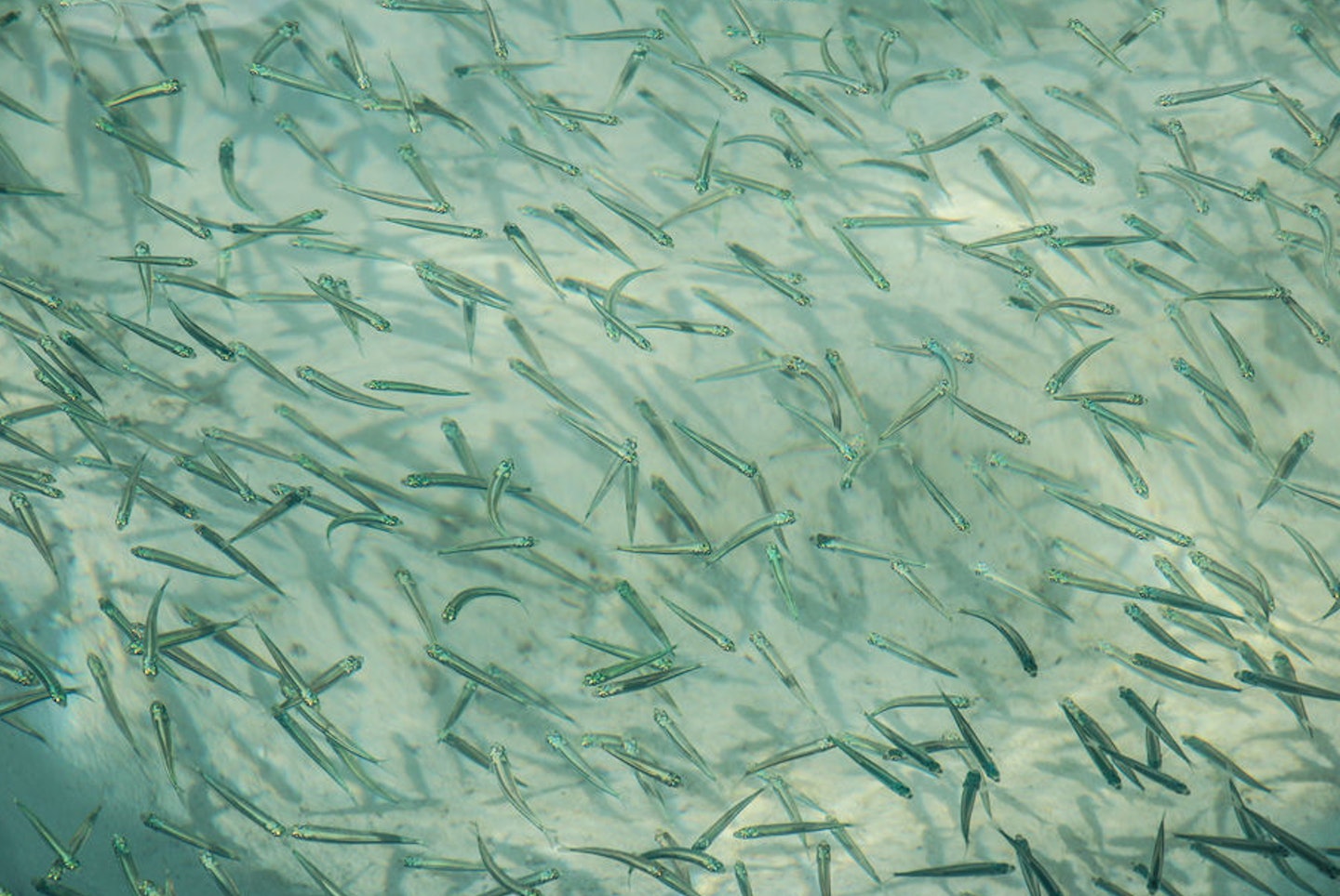 Tiddler trawling