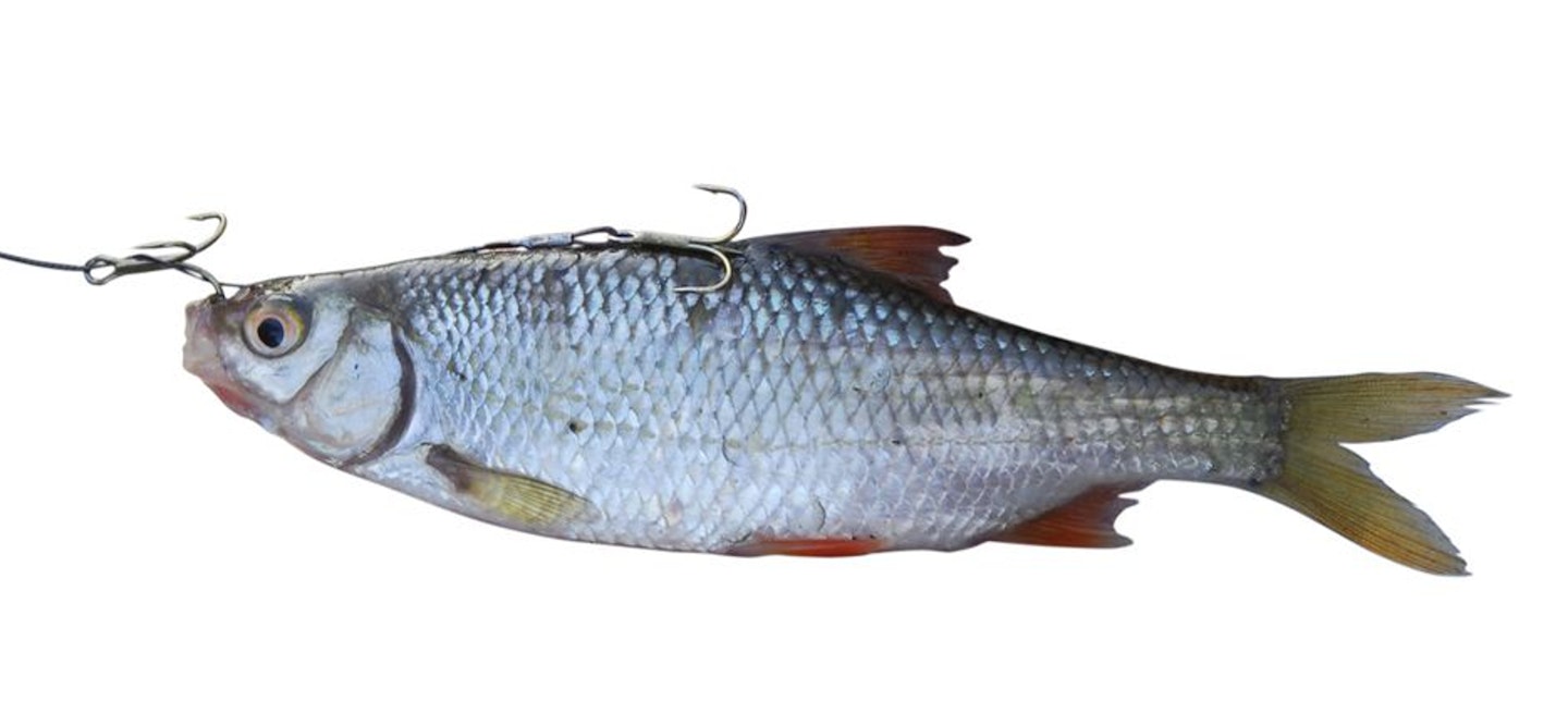 Contraband pike baits