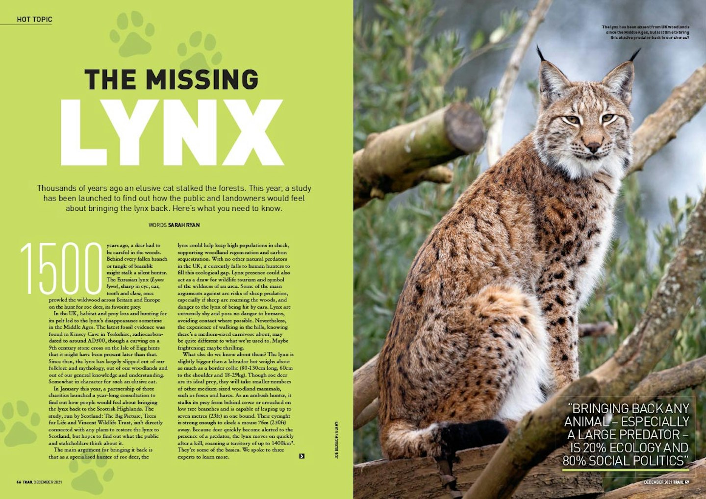 The missing lynx