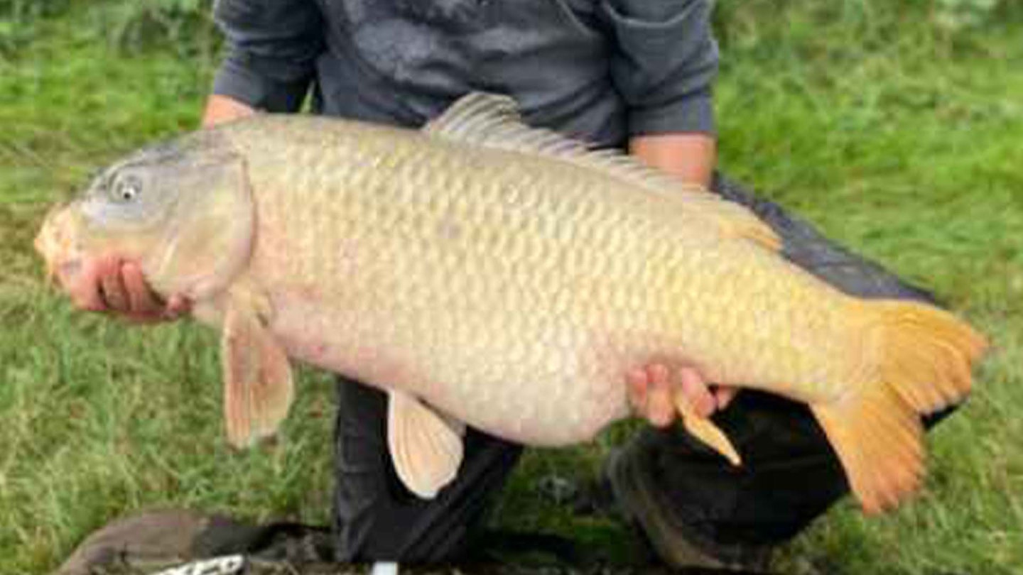 40lb carp is UK's biggest-ever on the pole | Angling Times 40lb carp is UK's biggest-ever on the pole | Angling Times