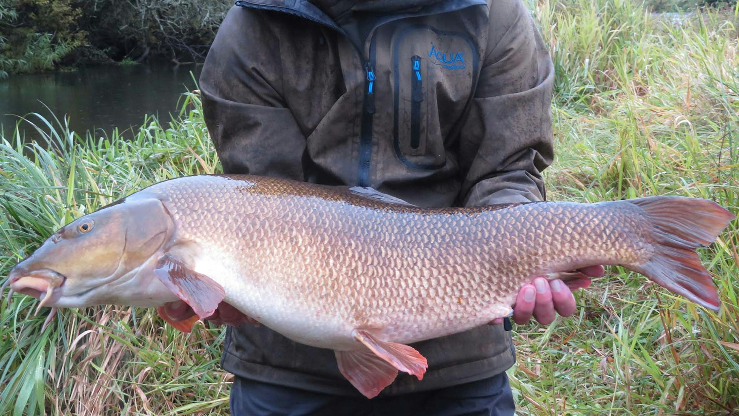 Run of blanks ends with 17lb-plus Hampshire Avon barbel