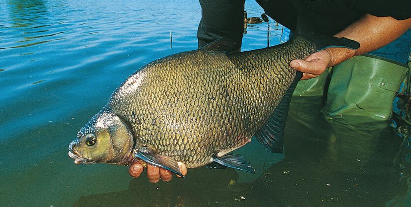 Broads bream stocks will be severely damaged for decades to come