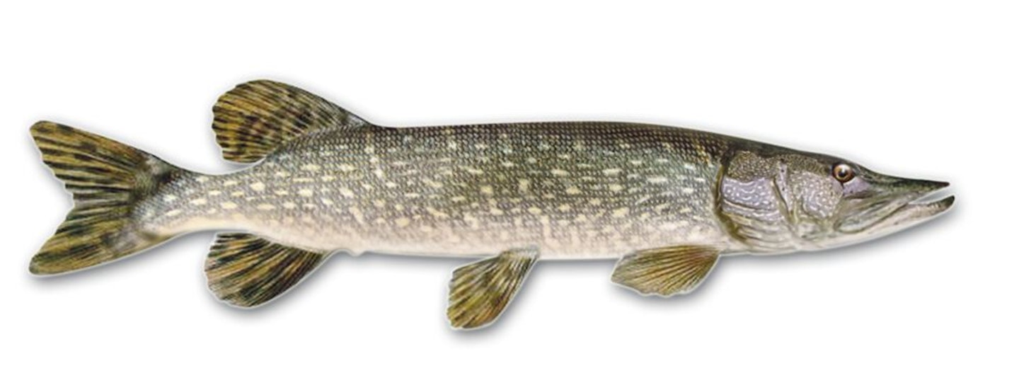 PIKE  