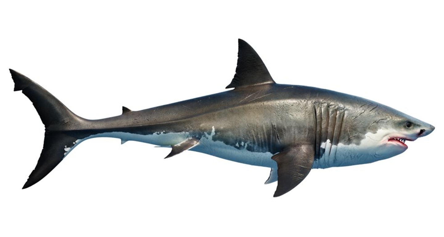 SHARKS 