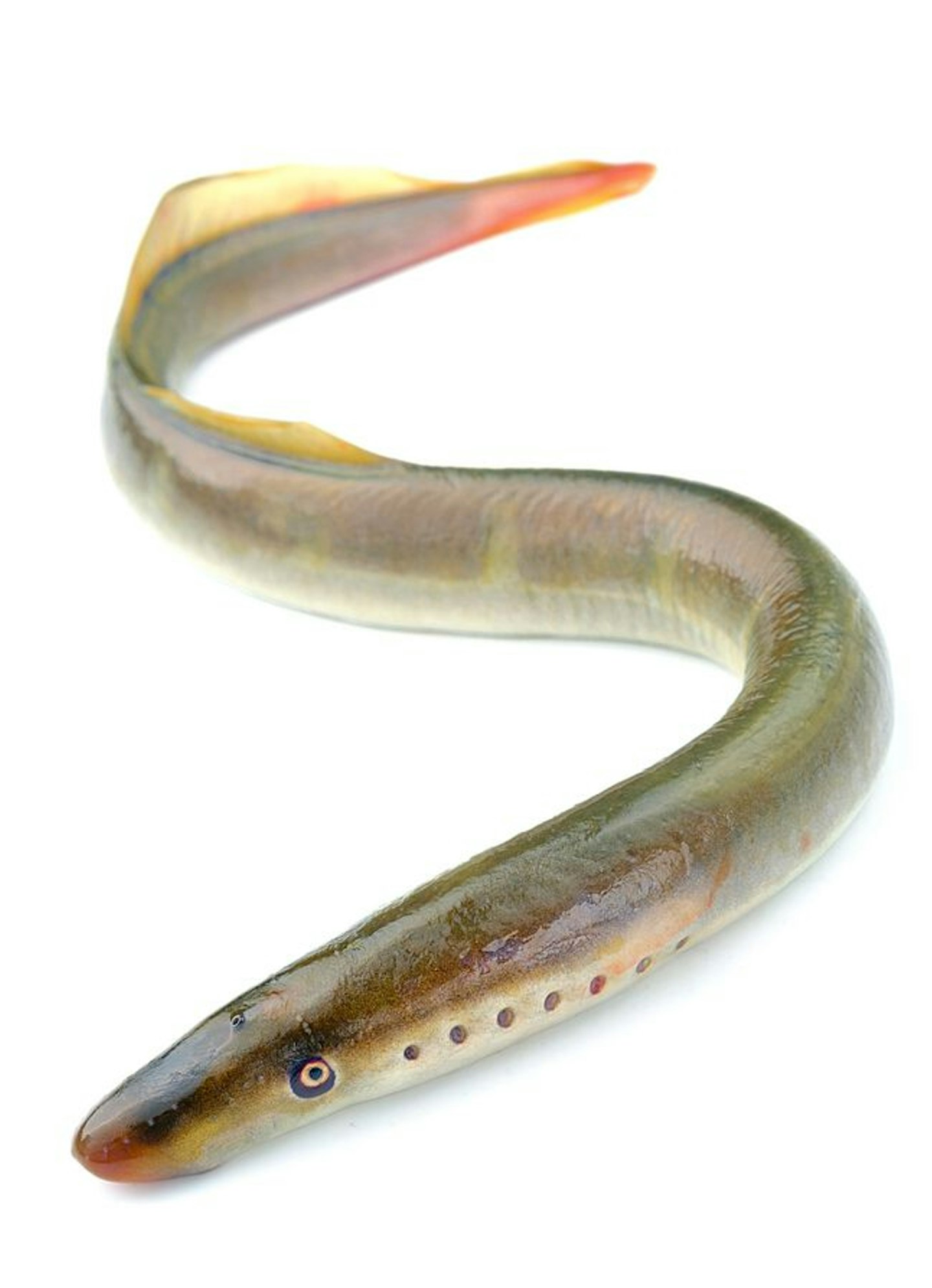 LAMPREYS 