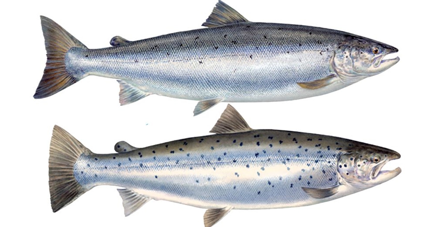TROUT, SALMON & ANCIENT GAME FISH