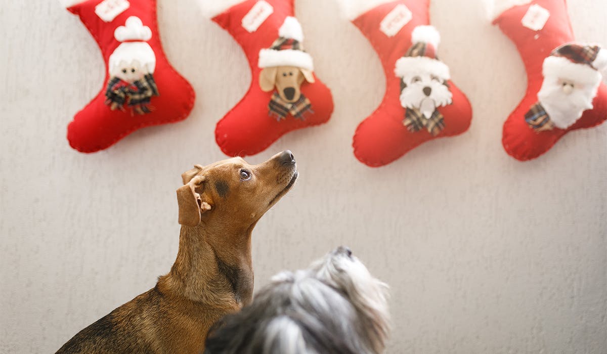 The best dog Christmas stocking ideas 2021