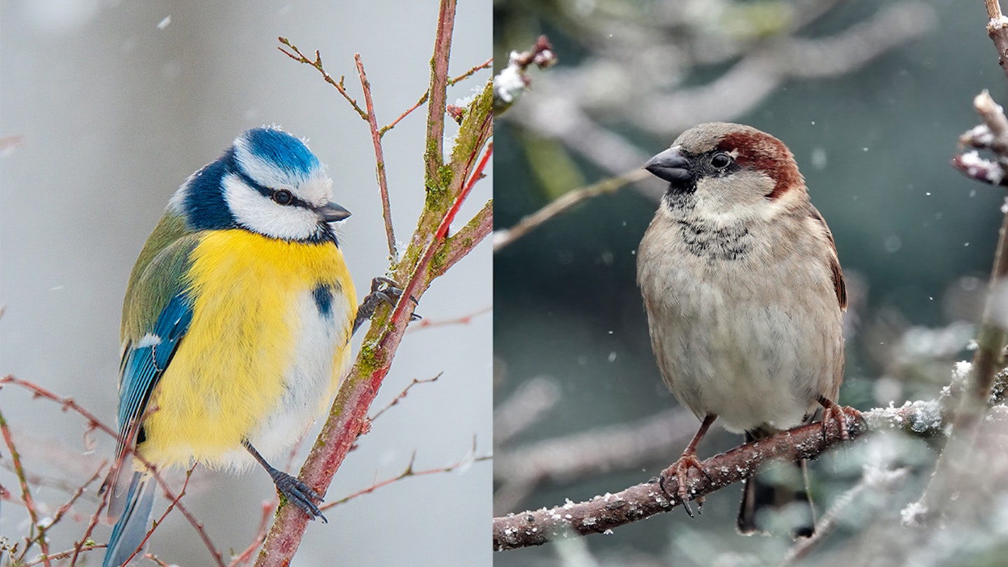 winter garden birds: Blue tit and House Sparrow