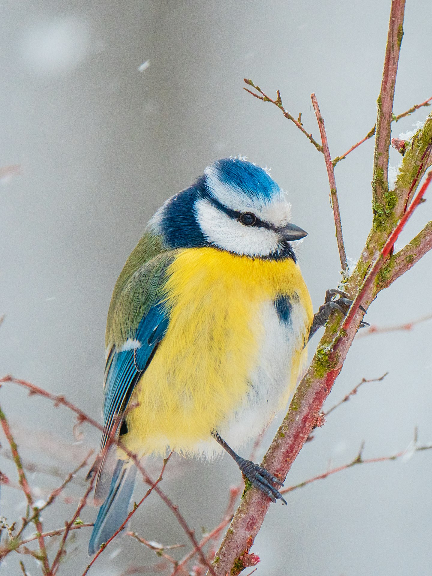 Blue tit