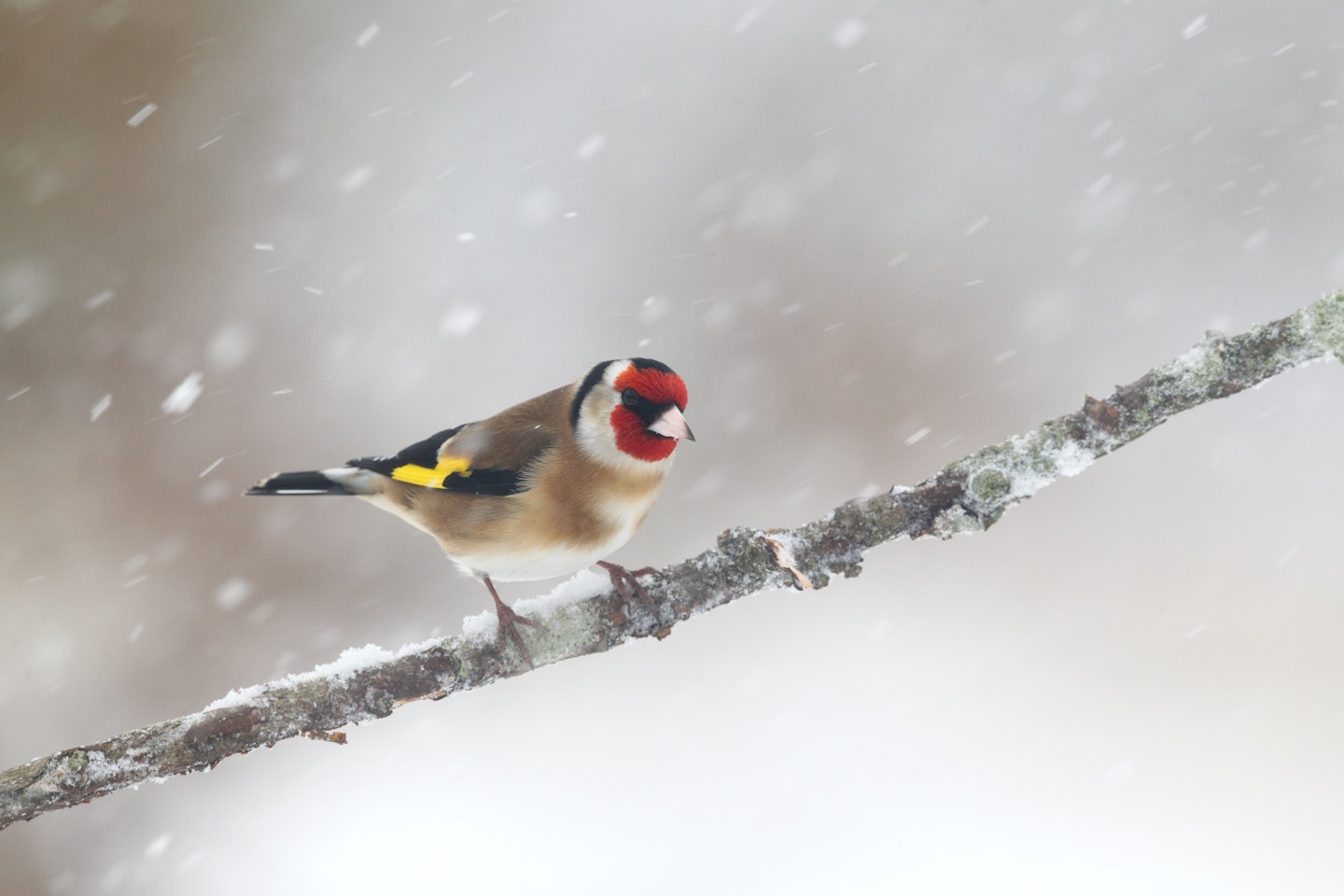 Winter garden birds UK: Goldfinch