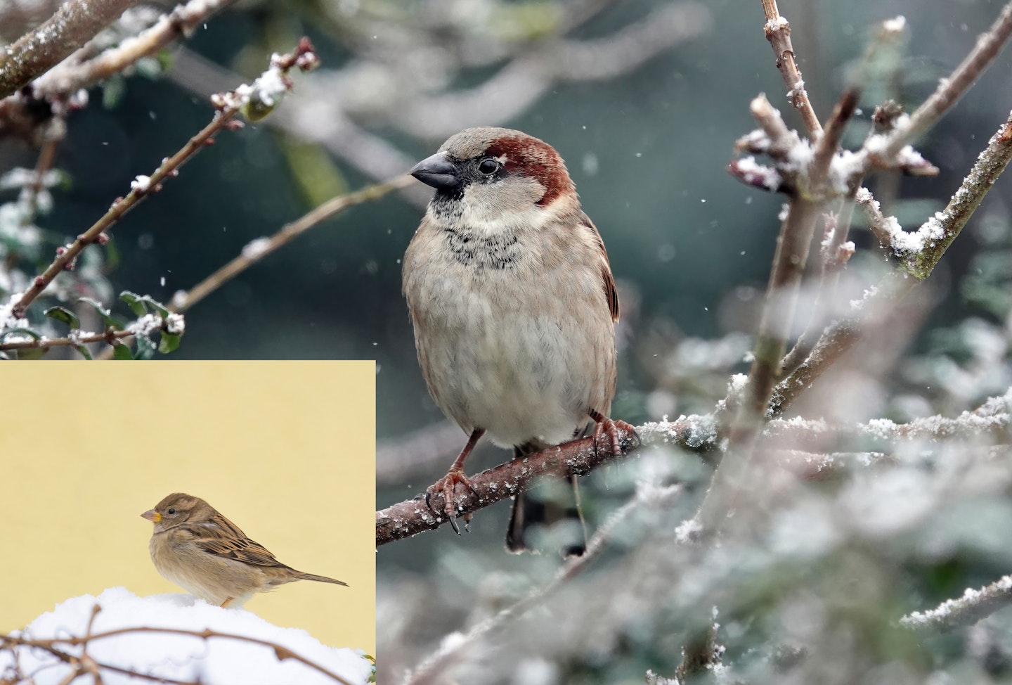 Winter garden birds UK: house sparrow