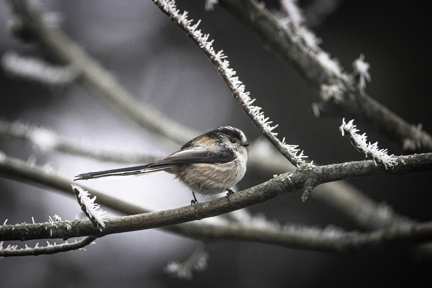 Winter garden birds UK: long-tailed tit