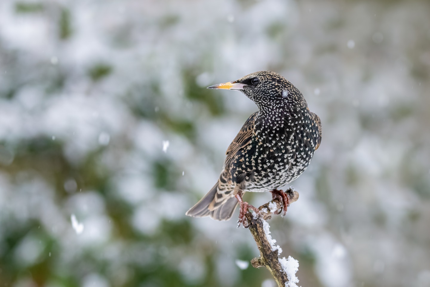 winter garden birds UK: starling