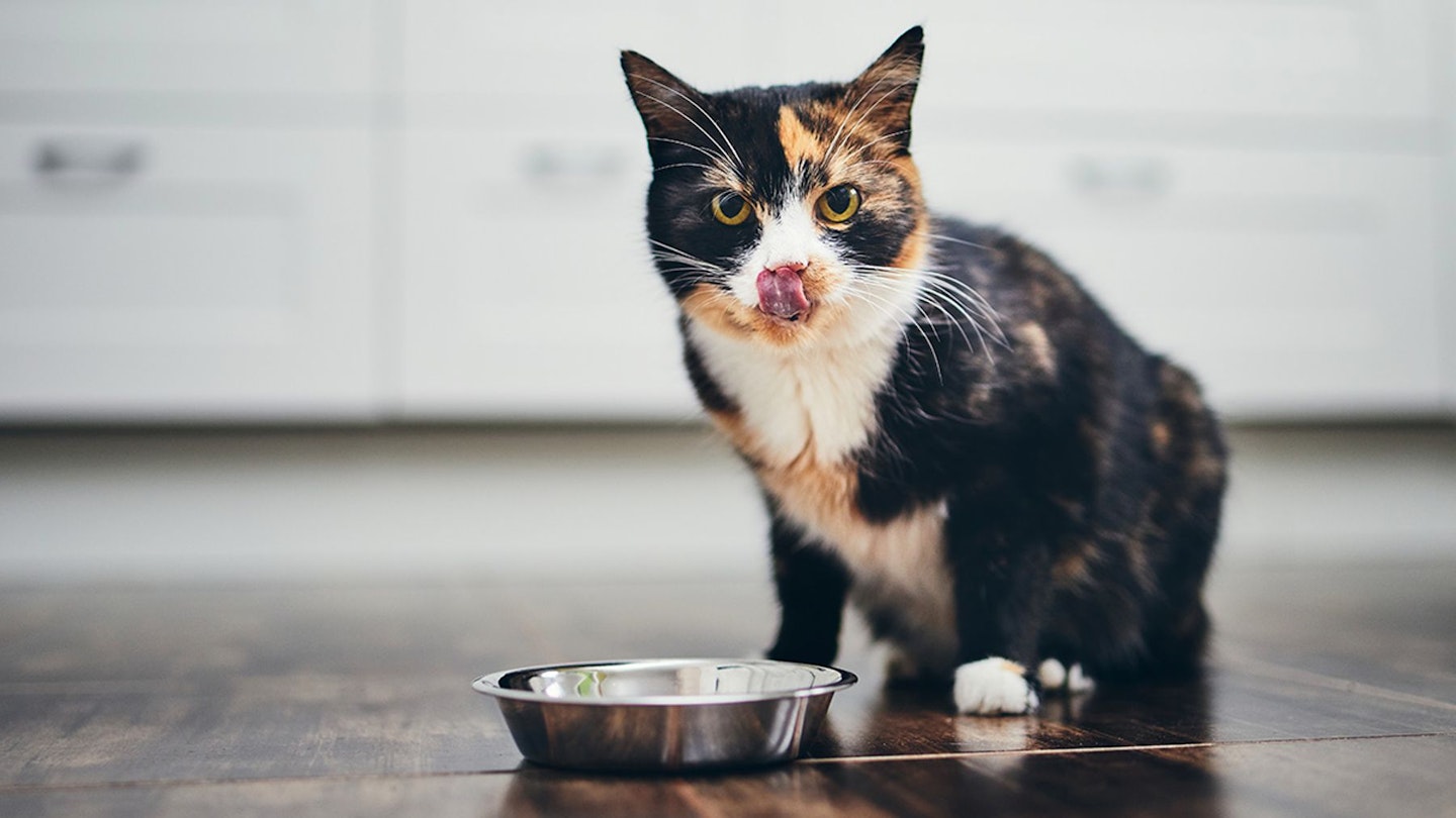 Cat eating wet cat food