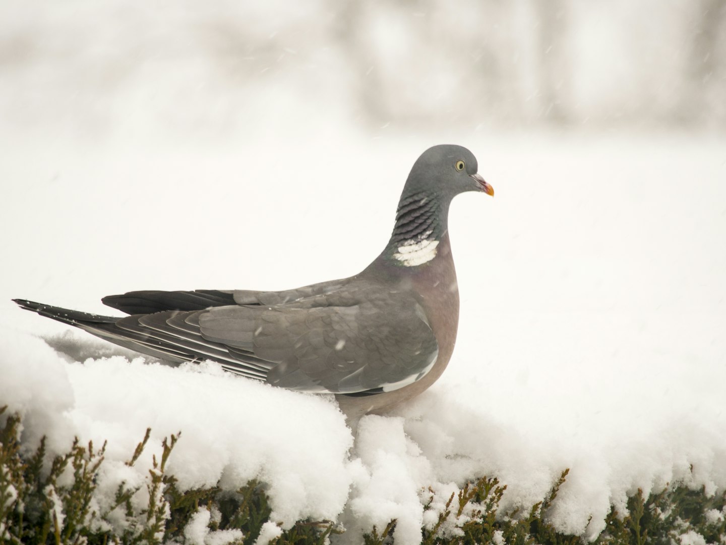 Winter garden birds UK: wood pigeon
