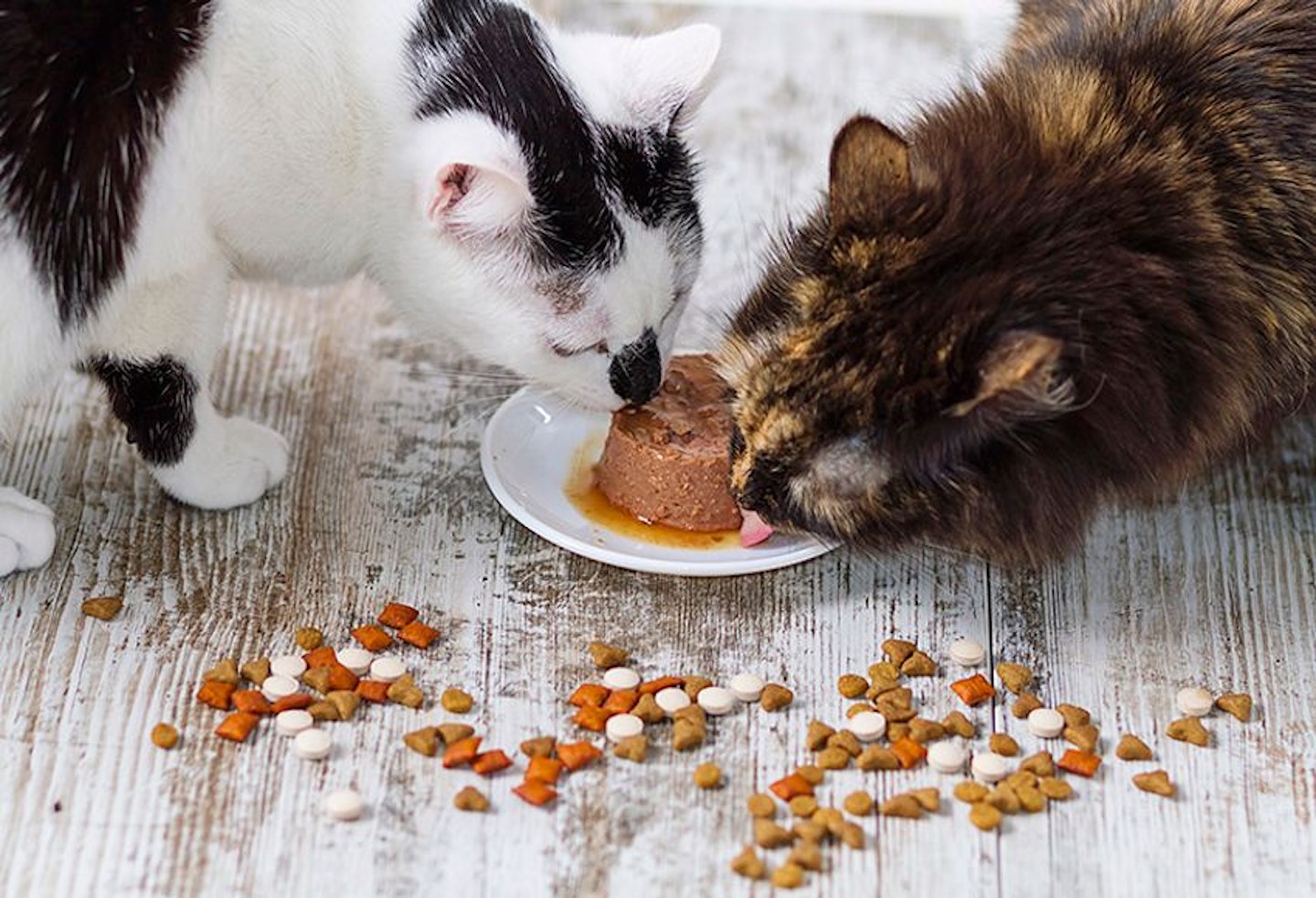 Cats feeding on wet cat food