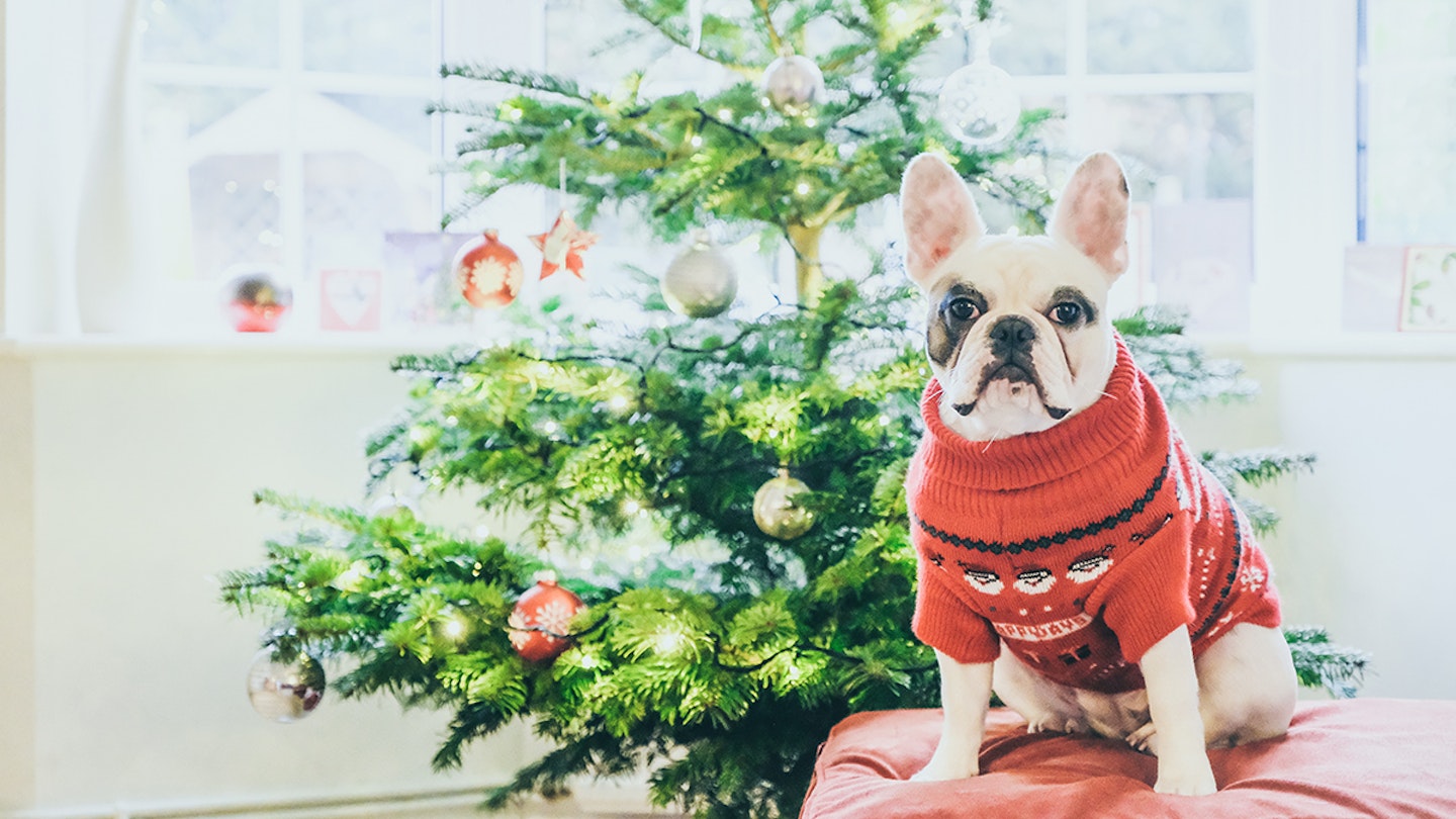 dog in christmas jumper