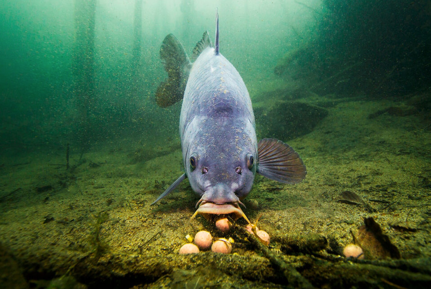 The way carp feed can have a bearing on how often they’re caught