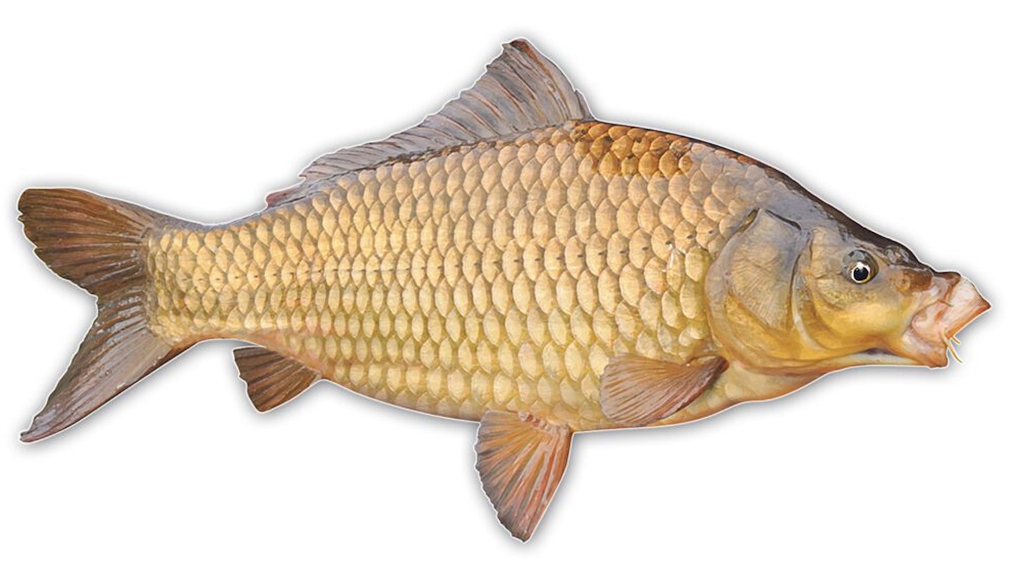Carp