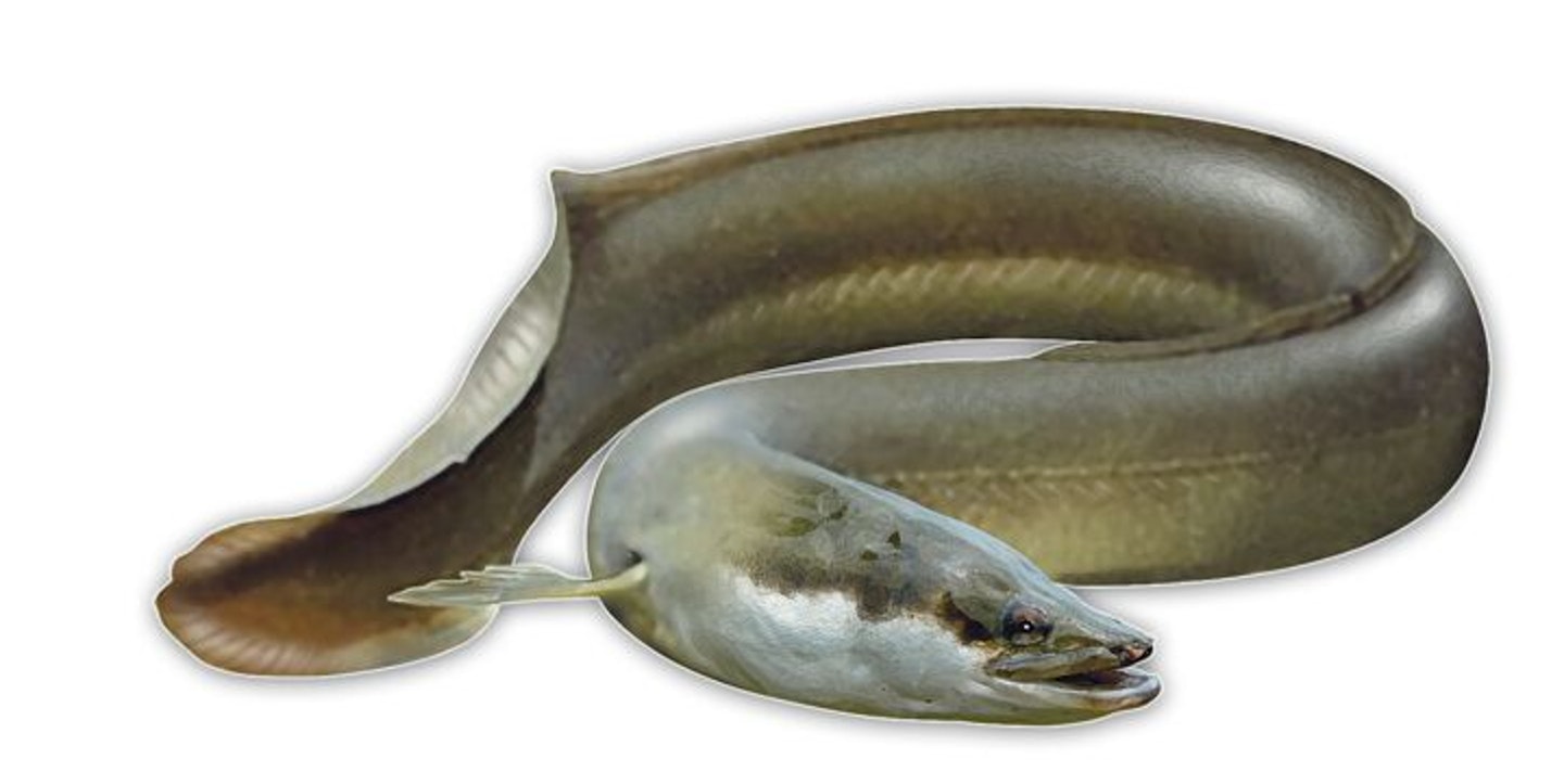 Eels