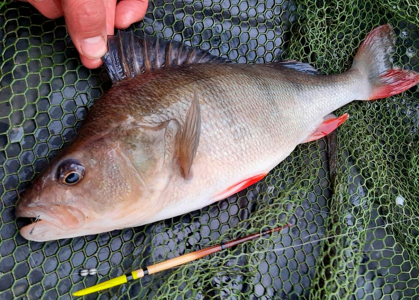 The perch were obliging, if a bit smaller than rumours suggested