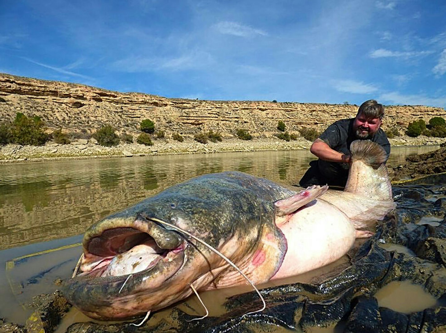 Monster catfish is close to Ebro record