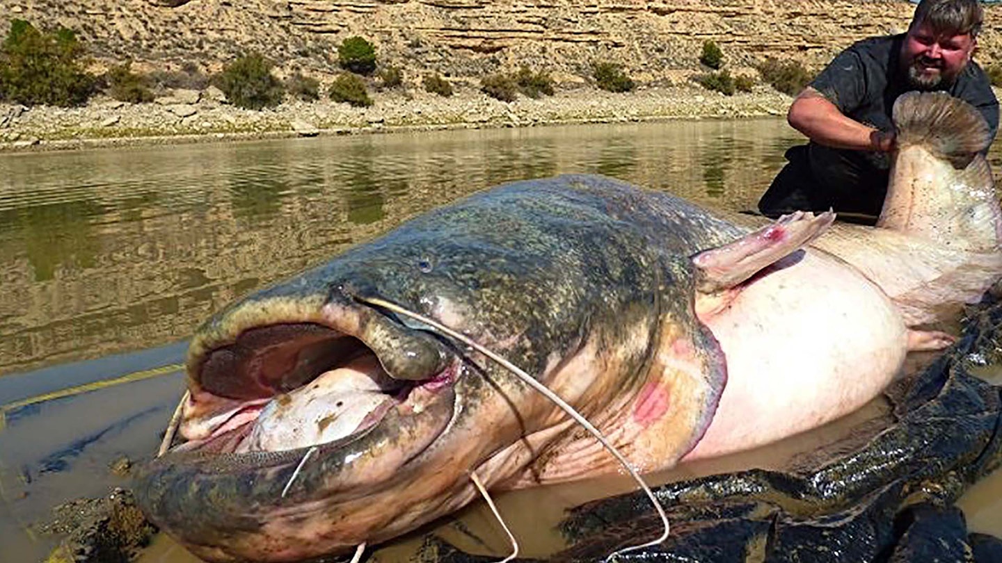 Monster catfish is close to Ebro record