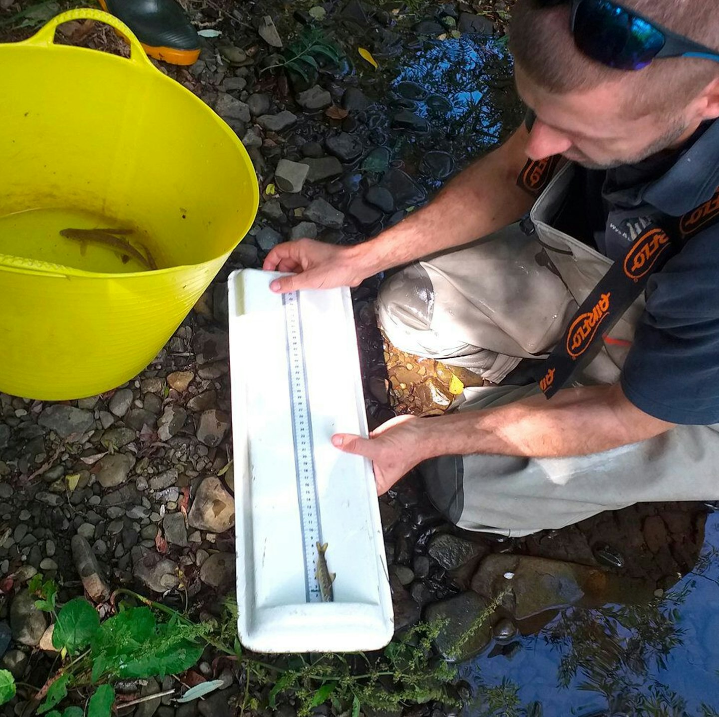 Juvenile salmon were measured and returned during the surveys