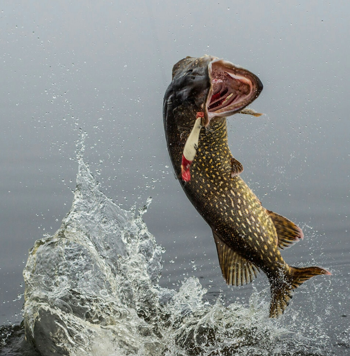 The fight of a pike is short but spectacular