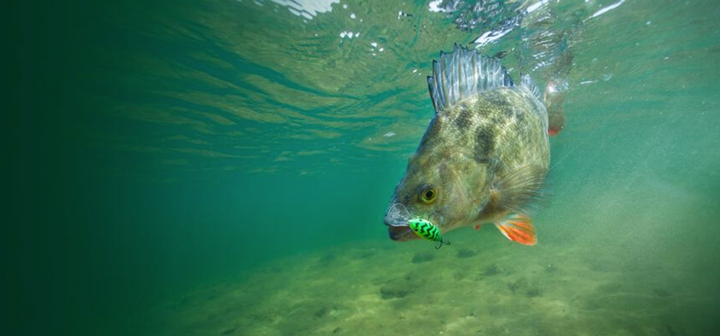 Most coarse fish are somewhere in the middle between the super-endurance of some sea fish and the explosive power of some predators