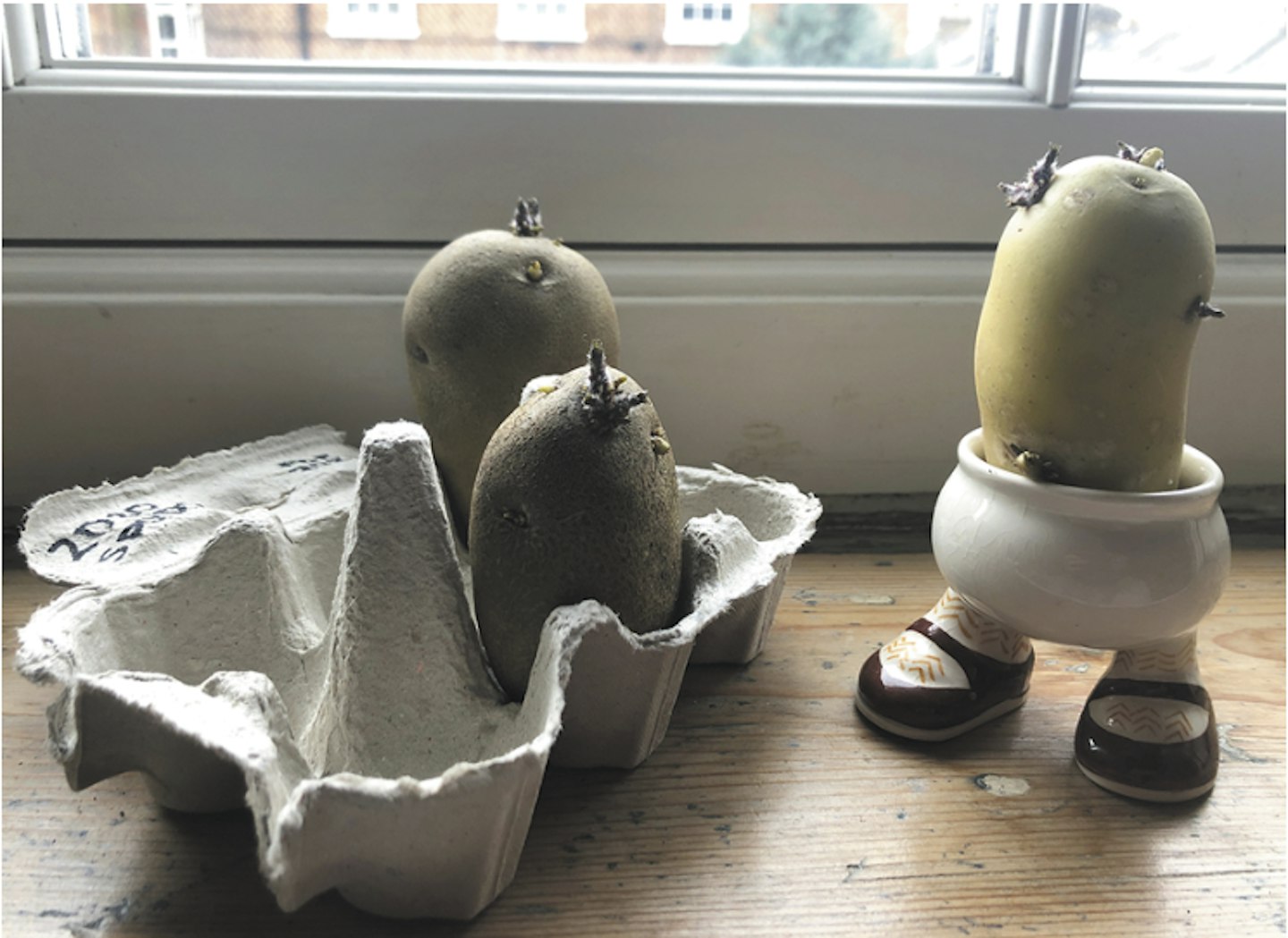 Chitting potatoes on a windowsill