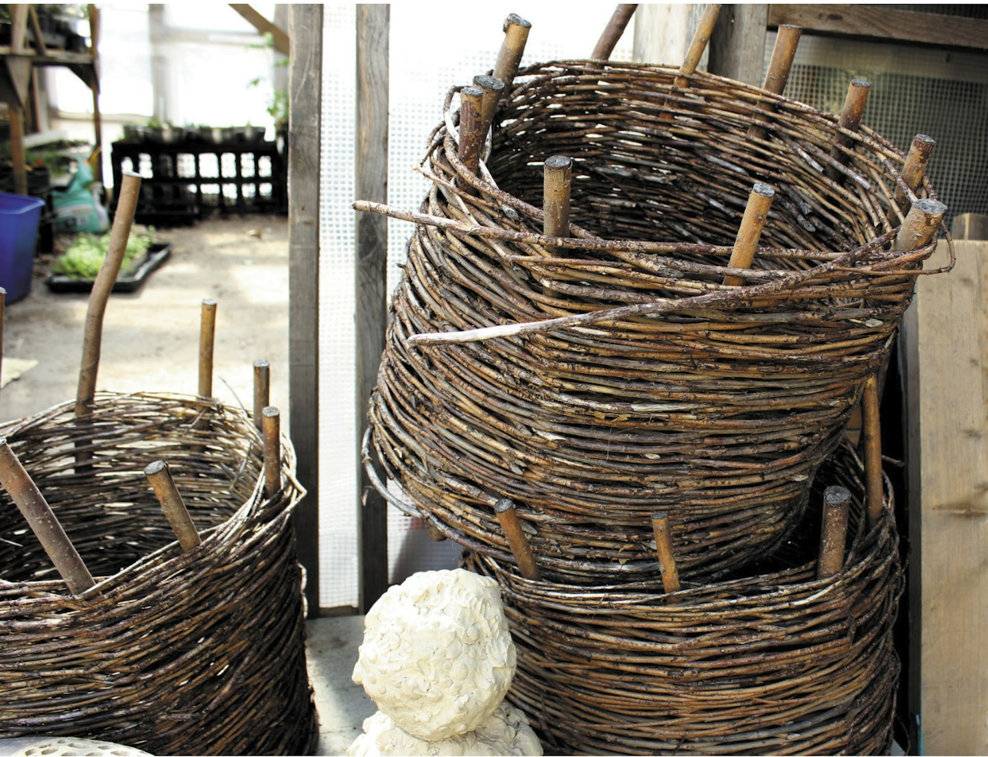 Open-bottom willow baskets make an attractive way to earth up potatoes