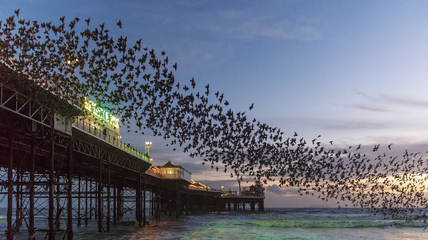 Starling work | Features | Bird Watching