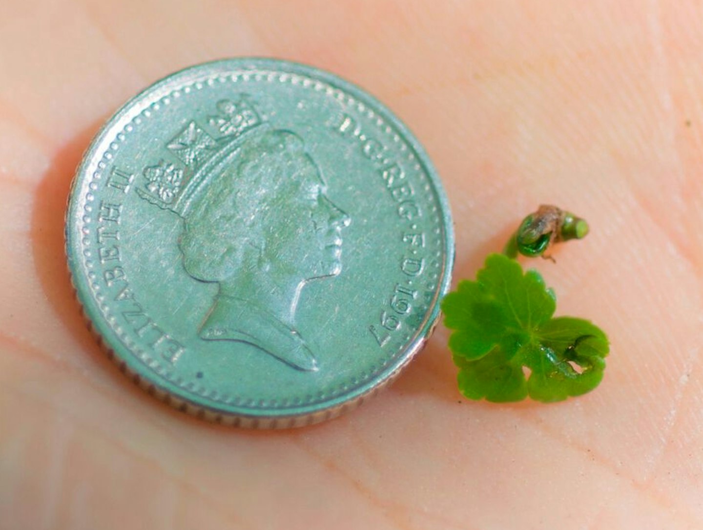A 5p piece-sized bit of pennywort can start an infestation