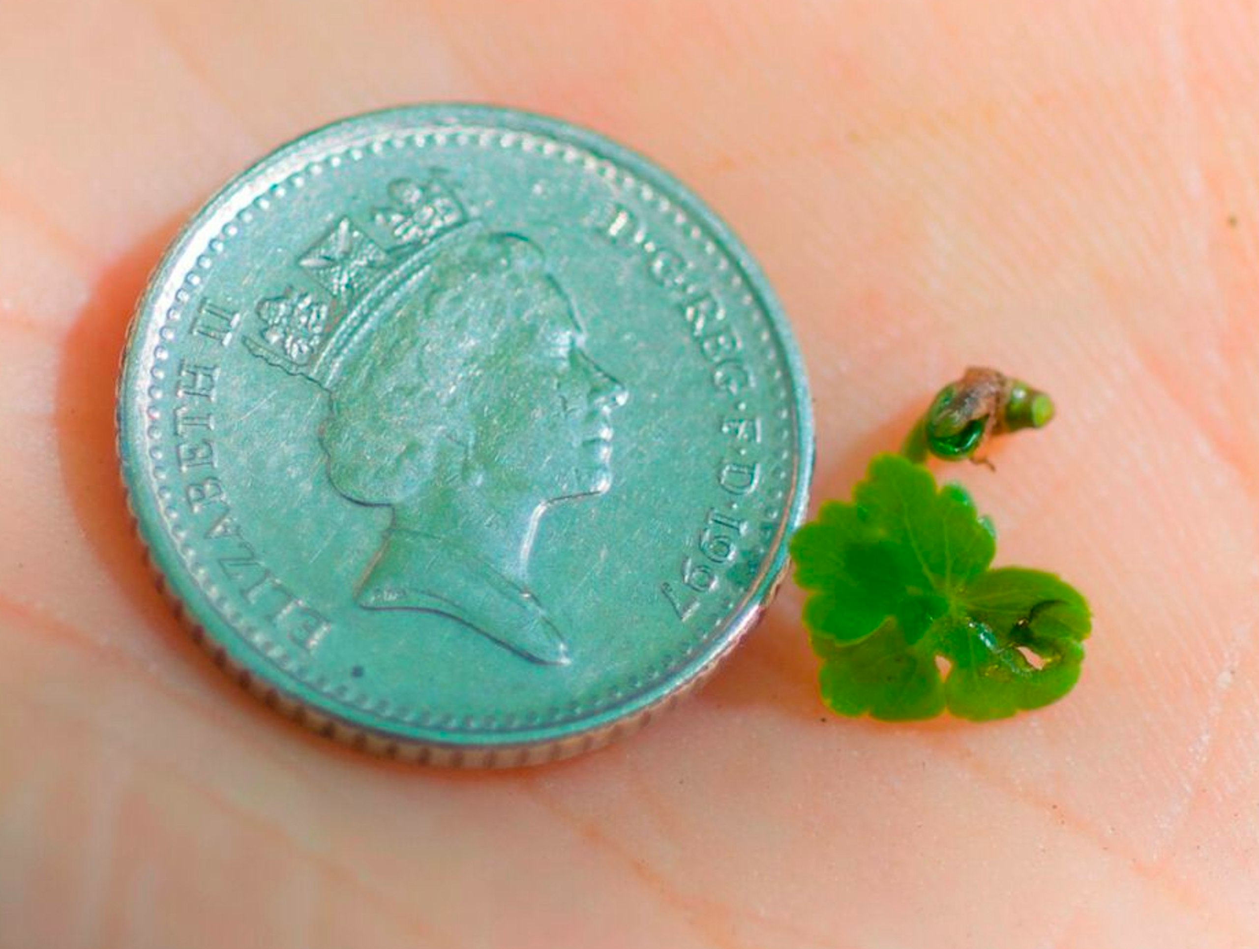 A 5p piece-sized bit of pennywort can start an infestation