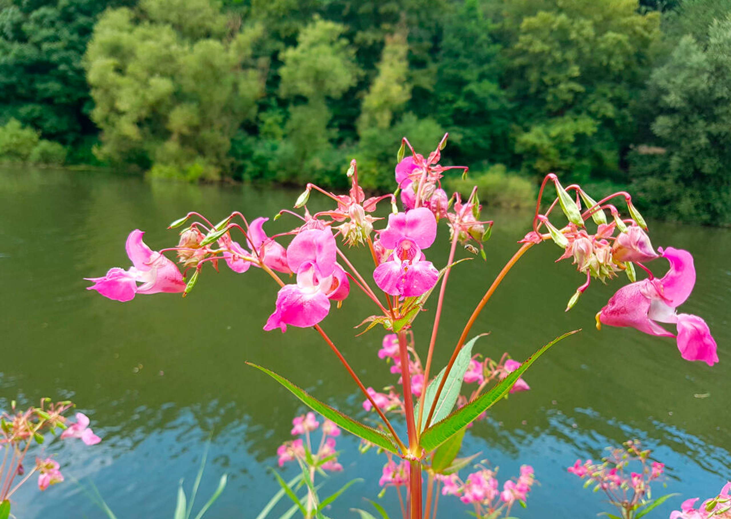 Himalayan balsam