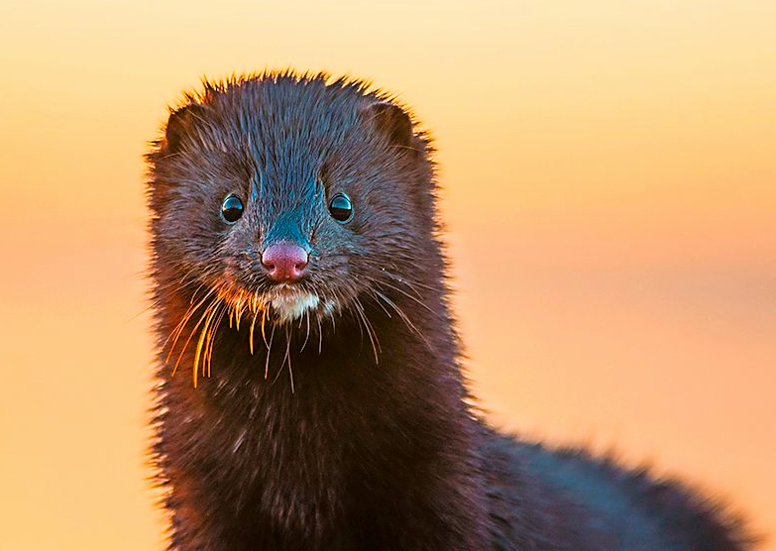Mink